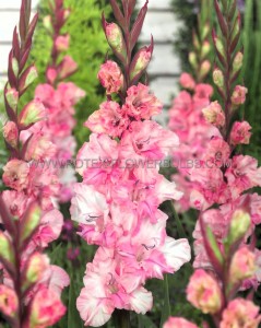 GLADIOLUS HYBRID ‘KRASNODAR‘ 12/14 CM. (50 P.BAG)