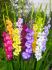 GLADIOLUS HYBRID MIX 1214 CM. 50 P.BAG