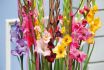 GLADIOLUS HYBRID MIX 1214 CM. 50 P.BAG