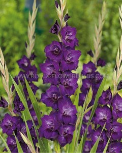 GLADIOLUS HYBRID ‘MOMBASA‘ 12/14 CM. (50 P.BAG)