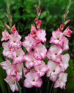 GLADIOLUS HYBRID ‘MY LOVE‘ 12/14 CM. (50 P.BAG)