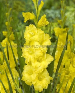 GLADIOLUS HYBRID ‘NOVA LUX‘ 12/14 CM. (50 P.BAG)