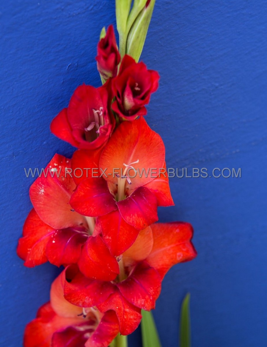 GLADIOLUS HYBRID ‘OSCAR‘ 12/14 CM. (50 P.BAG)