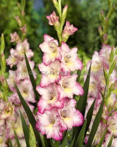 GLADIOLUS HYBRID ‘PRISCILLA‘ 12/14 CM. (50 P.BAG)