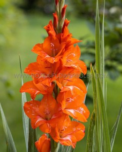 GLADIOLUS HYBRID ‘ROYAL CLASS‘ 12/14 CM. (50 P.BAG)