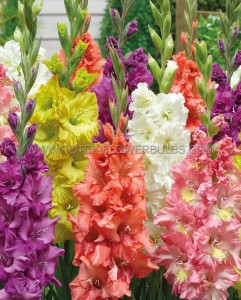 GLADIOLUS HYBRID ‘RUFFLED MIX‘ 12/14 CM. (50 P.BAG)