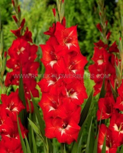 GLADIOLUS HYBRID ‘TRADERHORN‘ 12/14 CM. (50 P.BAG)