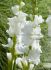 GLADIOLUS HYBRID WHITE PROSPERITY 1214 CM. 50 P.BAG