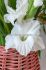 GLADIOLUS HYBRID WHITE PROSPERITY 1214 CM. 50 P.BAG