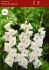 GLADIOLUS HYBRID WHITE PROSPERITY 1214 CM. 50 P.BAG