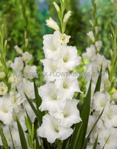 GLADIOLUS HYBRID ‘WHITE PROSPERITY‘ 12/14 CM. (50 P.BAG)