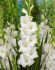 GLADIOLUS HYBRID WHITE PROSPERITY 1214 CM. 50 P.BAG