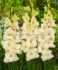 GLADIOLUS LARGE FLOWERING IVORY PRISCILLA 1214 CM. 10 QUALITY PKGS.X 10