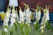 GLADIOLUS LARGE FLOWERING IVORY PRISCILLA 1214 CM. 10 QUALITY PKGS.X 10