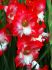 GLADIOLUS LARGE FLOWERING PINK LADY 1214 CM. 10 QUALITY PKGS.X 10