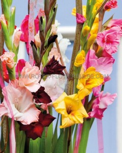 GLADIOLUS RUFFLED ASSORTMENT (40 QUALITY PKGS.X 10)