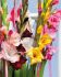 GLADIOLUS RUFFLED ASSORTMENT 40 QUALITY PKGS.X 10