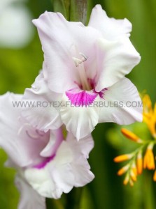 GLADIOLUS RUFFLED ‘AVIOL‘ 12/14 CM. (10 PKGS.X 10)