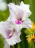 GLADIOLUS RUFFLED AVIOL 1214 CM. 10 PKGS.X 10