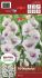 GLADIOLUS RUFFLED AVIOL 1214 CM. 10 PKGS.X 10