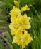 GLADIOLUS RUFFLED BLITZ 1214 CM. 10 QUALITY PKGS.X 10