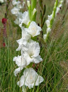 GLADIOLUS RUFFLED  ‘BLONDIE ‘ 12/14 CM. (10 QUALITY PKGS.X 10)