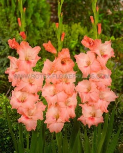 GLADIOLUS RUFFLED ‘CORAL CRUSH‘ 12/14 CM. (10 PKGS.X 10)