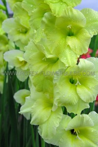 GLADIOLUS RUFFLED ‘LEMON FRIZZLE‘ 12/14 CM. (10 QUALITY PKGS.X 10)