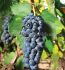 GRAPE CONCORD SEEDLESS 1YR NO.1 - GR116 10 P.BAG