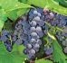 GRAPE CONCORD SEEDLESS 1YR NO.1 - GR116 10 P.BAG