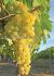 GRAPE HIMROD SEEDLESS 1YR NO.1. - GR120 10 P.BAG