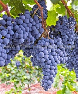 GRAPE ‘MARS‘ (SEEDLESS) 1YR NO.1 - GR130 (10 P.BAG)