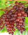 GRAPE RELIANCE SEEDLESS 1YR NO.1 - GR135 10 P.BAG