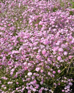 GYPSOPHILA (BABY‘S BREATH) PANICULATA ‘FESTIVAL PINK LADY‘ I (25 P.BAG)