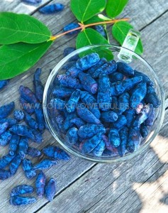 HASKAP BERRY ‘BERRY BLUE‘ 1 YR. NO.1 4“ POT - HK101 (5 P.BAG)