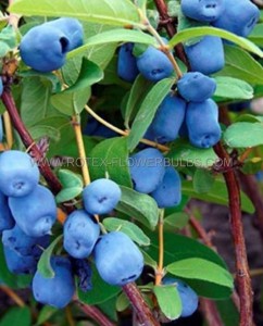 HASKAP BERRY ‘BOREALIS‘ 1 YR. NO.1 4“ POT - HK111 (10 P.BAG)