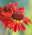 HELENIUM SNEEZEWEED SPP. MOERHEIM BEAUTY I 25 P.BAG