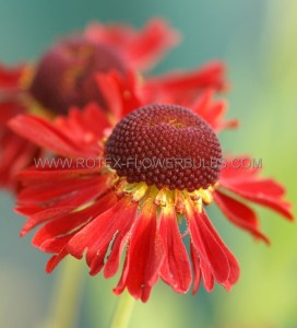 HELENIUM (SNEEZEWEED) SPP. ‘MOERHEIM BEAUTY‘ I (25 P.BAG)