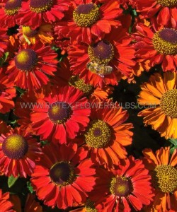 HELENIUM (SNEEZEWEED) SPP. ‘RUBY CHARM‘ I (25 P.BAG)