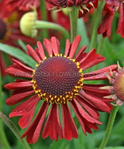 HELENIUM (SNEEZEWEED) SPP. ‘RUBY TUESDAY‘ I (25 P.BAG)