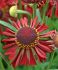 HELENIUM SNEEZEWEED SPP. RUBY TUESDAY I 25 P.BAG