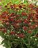 HELENIUM SNEEZEWEED SPP. RUBY TUESDAY I 25 P.BAG