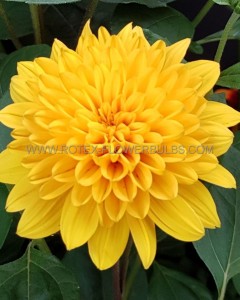 HELIANTHUS (PERENNIAL SUNFLOWER) DECAPETALUS ‘LODDON GOLD‘ I (25 P.BAG)