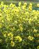 HELIANTHUS PERENNIAL SUNFLOWER HYBRID LEMON QUEEN I 25 P.BAG