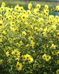 HELIANTHUS (PERENNIAL SUNFLOWER) HYBRID ‘LEMON QUEEN‘ I (25 P.BAG)