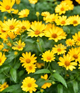 HELIOPSIS (OX-EYE) HELIANTHOIDES ‘PRAIRI SUNSET‘ I (25 P.BAG)