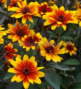 HELIOPSIS (OX-EYE) HELIANTHOIDES ‘SPARKLING CONTRAST‘ I (25 P.BAG)