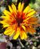 HELIOPSIS OX-EYE HELIANTHOIDES YELLOW SPIDER I 25 P.BAG