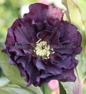 HELLEBORUS (HELLEBORE) ORIENTALIS ‘DOUBLE ELLEN PURPLE‘ I (25 P.BAG)