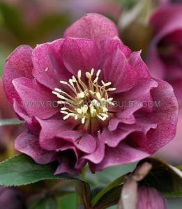 HELLEBORUS (HELLEBORE) ORIENTALIS ‘DOUBLE ELLEN RED‘ I (25 P.BAG)